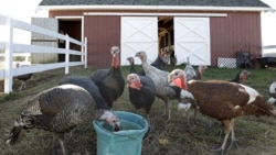 Efforts Mount to Conserve Wild Turkey Breeds