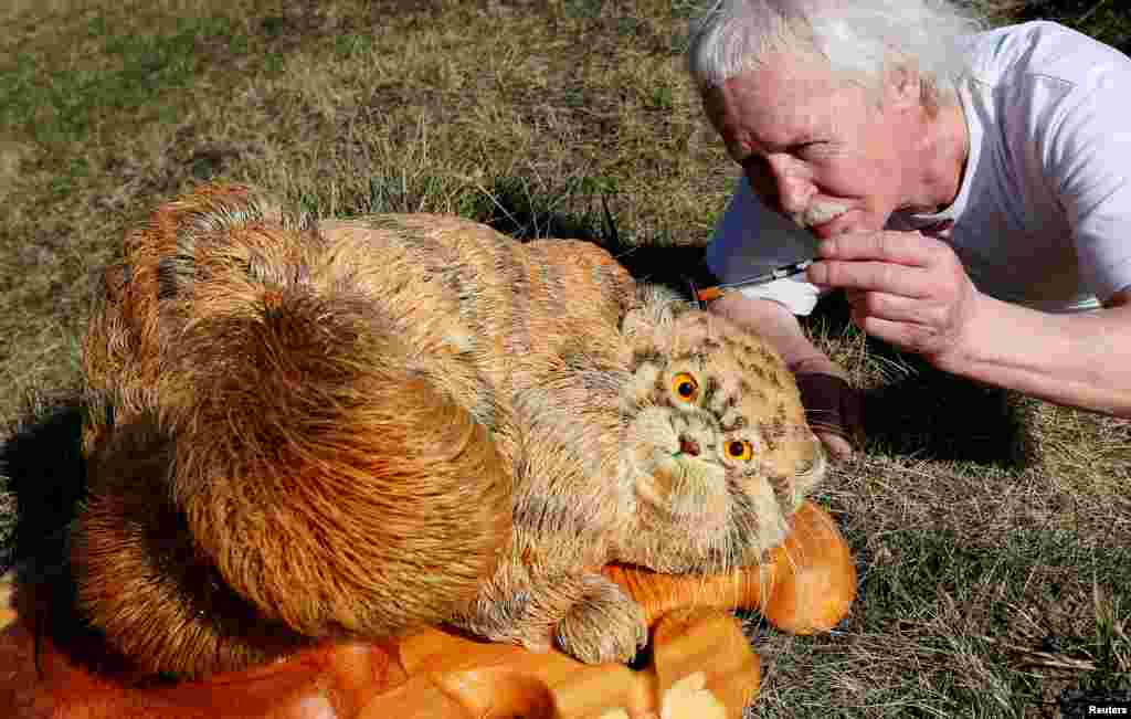 Sergei Bobkov paints Siberian cedar nut oil onto a life-size sculpture of Pallas&#39;s Cat, also known in Russia as Manul Cat, southwest of the Siberian city of Krasnoyarsk, Russia. Bobkov made the sculpture from Siberian cedar wood shavings. It took him over four years to make.&nbsp;