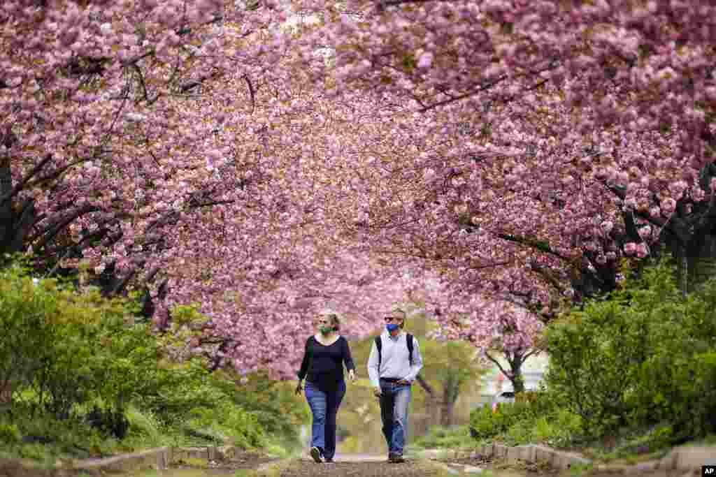 People walk beneath blossoming cherry trees along Columbus Boulevard in Philadelphia, Pennsylvania, April 14, 2021.