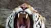 Proposed Tourism Ban Renews Tiger Welfare Debate in India
