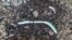 Des gens portent des drapeaux de l'opposition lors d'une manifestation marquant le 10e anniversaire du début du conflit syrien, à Idlib, en Syrie, le 15 mars 2021.