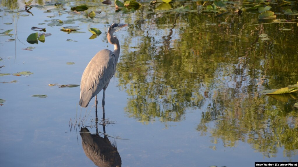 Pamje dhe gjallesa interesante në Parkun Everglades