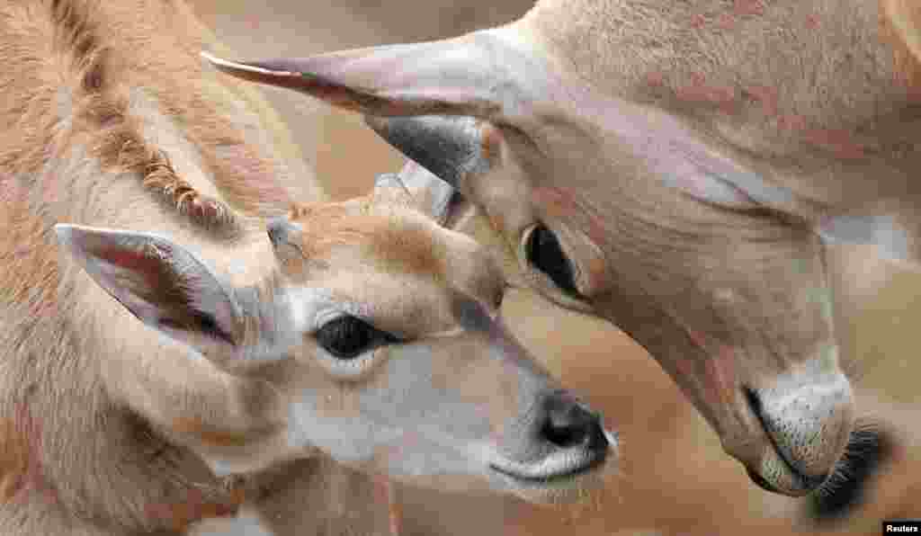 200 Elands, espécie de antílope, doados do Rancho Sango do Save Valley no Zimbabué para o Parque Nacional de Zinave, em Mabote, província de Inhambane.