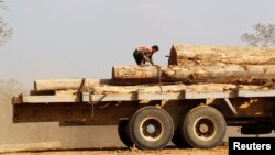 Man secures teak logs to a vehicle in a logging camp at Pinlebu township, Sagaing, northern Myanmar, March 5, 2014.