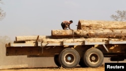 FILE - Man secures teak logs to vehicle in a logging camp at Pinlebu township, Sagaing, northern Myanmar, March 5, 2014.