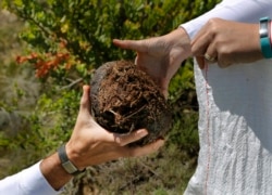 Les Ansley, and his wife Paula, collect fresh elephant dung in the Botlierskop Private Game Reserve, near Mossel Bay, South Africa, Tuesday, Oct. 24, 2019.