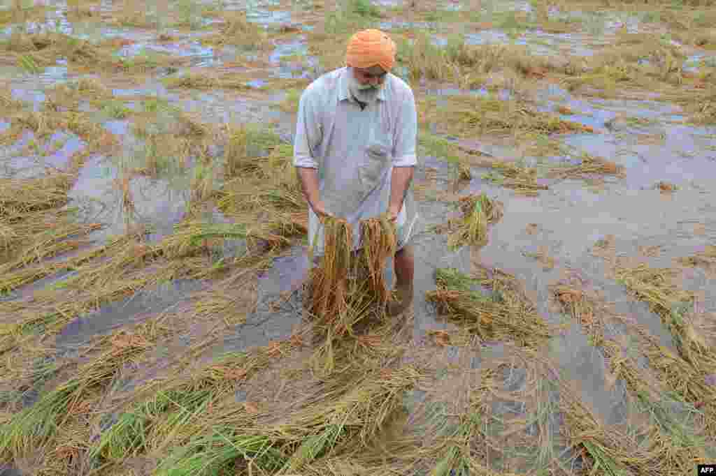 An farmer looks at damaged rice crops after heavy rains, on the outskirts of Amritsar, India.