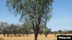 Pohon Cendana (Santalum lanceolatum). (Foto: Wikipedia)