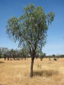 Pohon cendana (Northern Sandalwood/ Santalum lanceolatum). (Foto: Wikipedia)