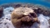 'หุ่นยนต์ใต้น้ำ' เตรียมปลูกลูกปะการังตามแนวประการังยักษ์ของออสเตรเลีย 