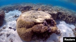 FILE - A large piece of coral can be seen in the lagoon on Lady Elliot Island, on the Great Barrier Reef, northeast from Bundaberg town in Queensland, Australia, June 9, 2015. 