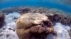 Assisted Breeding Program Helps Australia's Ailing Great Barrier Reef