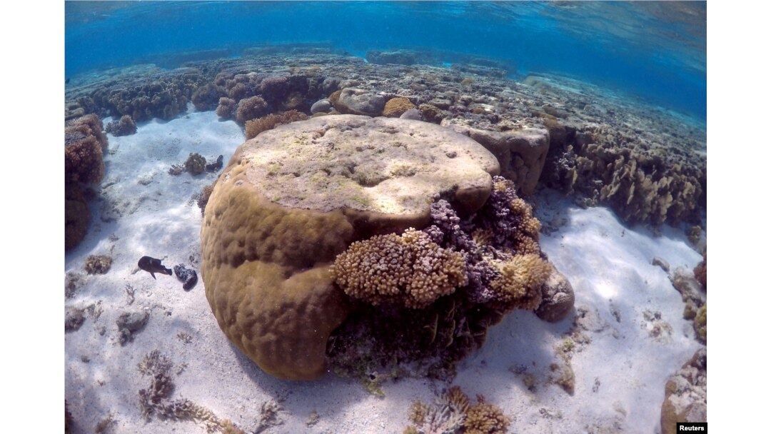 FILE - A large piece of coral can be seen in the lagoon on Lady Elliot Island, on the Great Barrier Reef, northeast from Bundaberg town in Queensland, Australia, June 9, 2015.