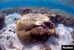 FILE - A large piece of coral can be seen in the lagoon on Lady Elliot Island, on the Great Barrier Reef, northeast from Bundaberg town in Queensland, Australia, June 9, 2015.