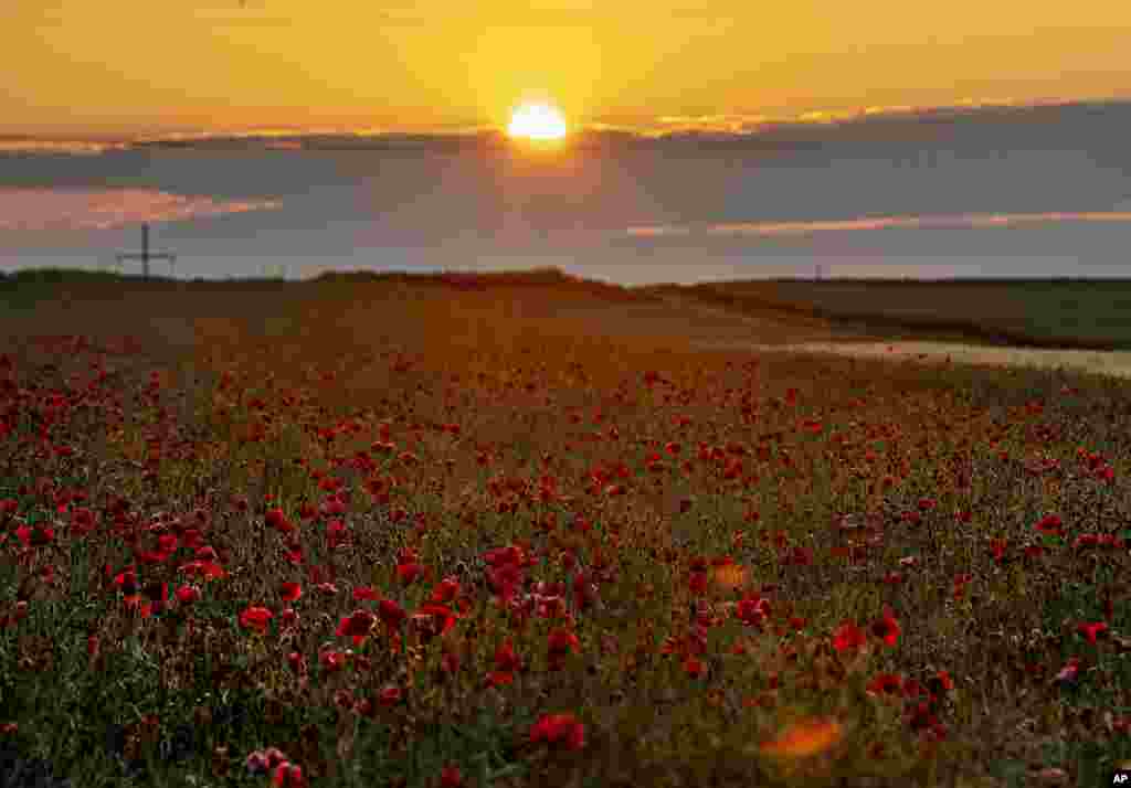 Poppy flowers are in full blossom on a field on the outskirts of Frankfurt, Germany, as the sun rises early morning.