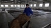 2008年1月27日，一名中国工人推着一车高粱，送往北京以北的牛栏山县的二锅头酒厂加工。