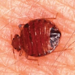 A common bedbug full of blood after feeding on a human arm