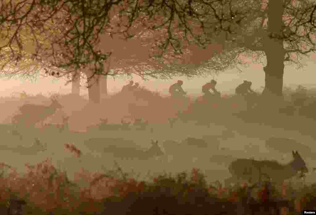 Deer are seen grazing as cyclists ride past in the early morning mist in Richmond Park, west London.