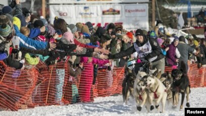 how many dogs died in the iditarod race 2018