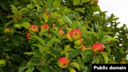 Apples grow on very short branches called “spurs." Apple trees need less pruning than many other kinds of fruit trees.