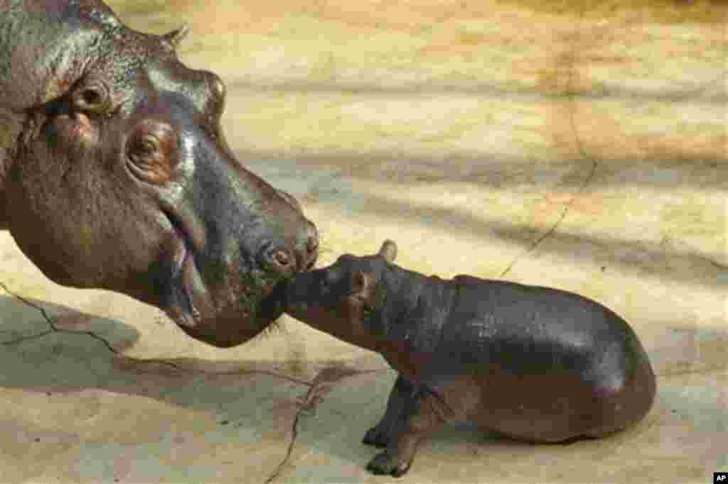 A hippo cub touches its mother Nicole during the first public presentation at the Zoo in Berlin, Tuesday, Nov. 1, 2011. The cub which is yet unnamed was born on Oct. 23, 2011 at the zoo. (AP Photo/Markus Schreiber)