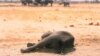 Mueren 200 elefantes en Zimbabue por sequía