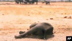 Zimbabwe Dying Elephants