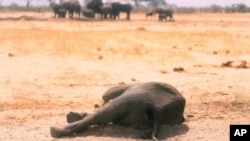 FILE: In this photo taken Sunday Nov. 10, 2019, a dead elephant lays in the Hwange National Park, Zimbabwe. More than 200 elephants have died amid a severe drought, Zimbabwe's parks agency said Tuesday Nov. 12, and a mass relocation of animals is planned to ease congestion. (AP)