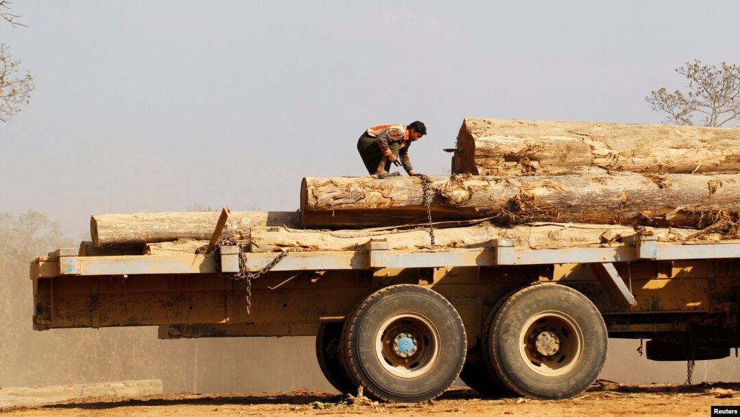 Man secures teak logs to a vehicle in a logging camp at Pinlebu township, Sagaing, northern Myanmar, March 5, 2014.