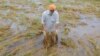 Seorang petani tertegun melihat tanaman padinya rusak setelah hujan lebat, di pinggiran Amritsar, India.