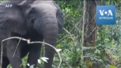 Un pachyderme se promène dans un parc naturel au Gabon