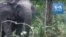 Un pachyderme se promène dans un parc naturel au Gabon