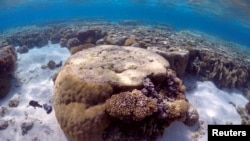 FILE - A large piece of coral can be seen in the lagoon on Lady Elliot Island, on the Great Barrier Reef, northeast from Bundaberg town in Queensland, Australia, June 9, 2015. 