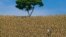 FILE - A farmer works at a corn field in Santa Ana, 46 km (28.6 miles) east of San Salvador, Aug. 28, 2009.   