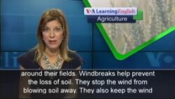 Building a Windbreak Protects Crops