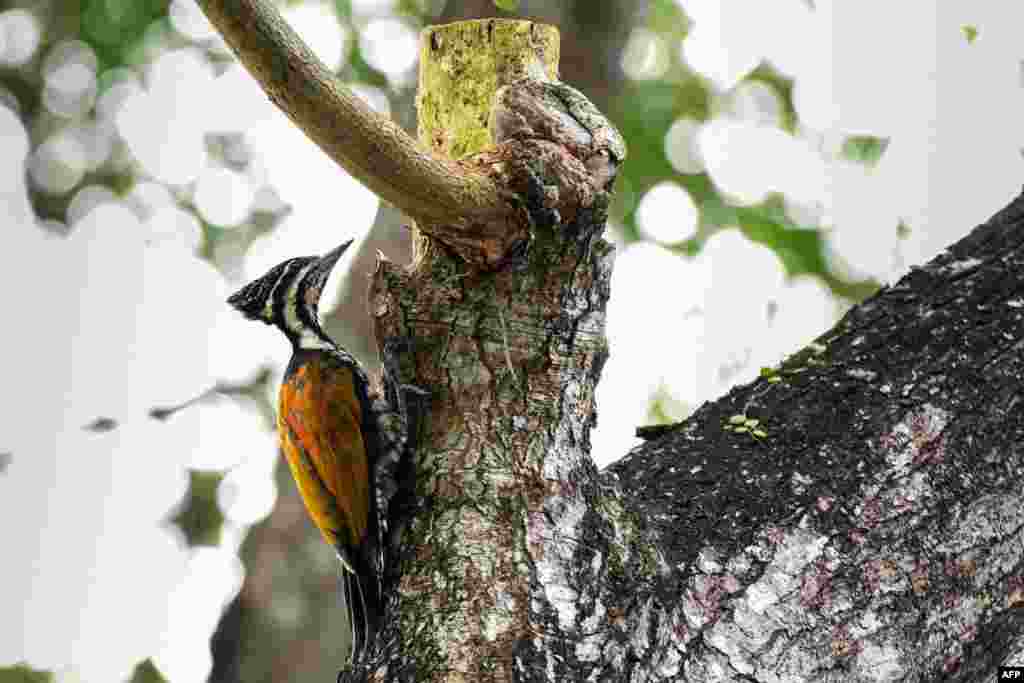 A common flameback woodpecker waits to feed on insects on a tree branch at a park in Singapore.