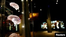 FILE - Examples of various brains from the Anne and Bernard Spitzer Hall of Human Origins at the American Museum of Natural History, which presents human evolution from our earliest ancestors to modern Homo sapiens, are seen in New York, Feb. 7, 2007. 