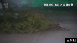 27일 태풍 바비의 강풍에 북한 황해남도 웅진군에 나무가 쓰러진 장면을 북한 관영 '조선중앙TV'가 보도했다.