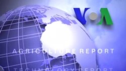 Anh ngữ đặc biệt: Malaria Mobile Phones (VOA)