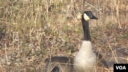 Mengidentifikasi jenis burung dan menghitung jumlahnya merupakan kegiatan yang dilakukan dalam “Christmas Bird Count”.