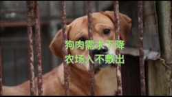 韩国狗肉农场因需求减少而关闭 获美国机构补偿