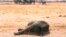 Zimbabwe Dying Elephants