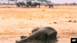  In this photo taken Sunday Nov. 10, 2019, a dead elephant lays in the Hwange National Park, Zimbabwe.