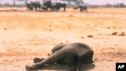 Indlala isihlasele lenyamazana zendle.