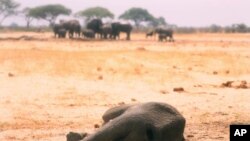 Seekor gajah terlihat mati di Taman Nasional Hwange, Zimbabwe. Lebih dari 200 gajah akibat kekeringan, kata otoritas Zimbabwe, 10 November 2019. (Foto: AP)