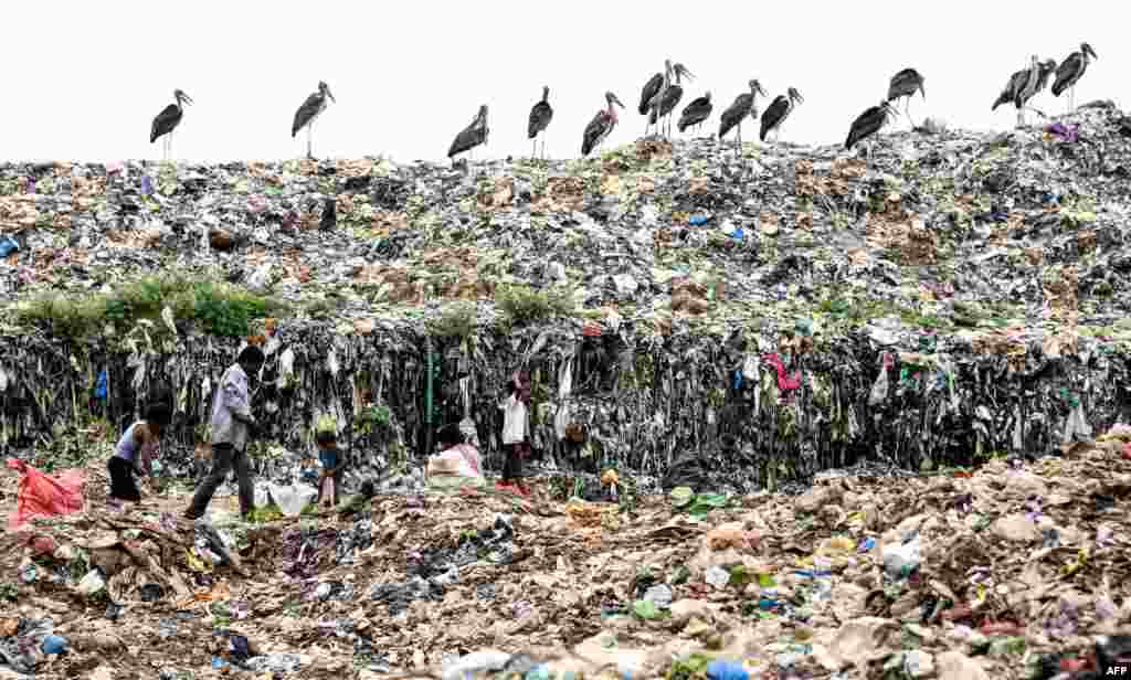 Indian rag pickers look for recyclable materials as storks stand on the top of one of the largest waste sites in northeast India at the Boragaon area of Guwahati.