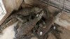 Komodo Kebun Binatang Surabaya Ditemukan Mati di Kandangnya 