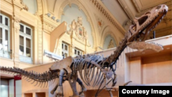 The skeleton of a rare dinosaur is displayed before its sale during an auction at the Eiffel tower, in Paris, France. (Aguttes)