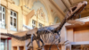 美國家自然歷史博物館將推出新的恐龍展