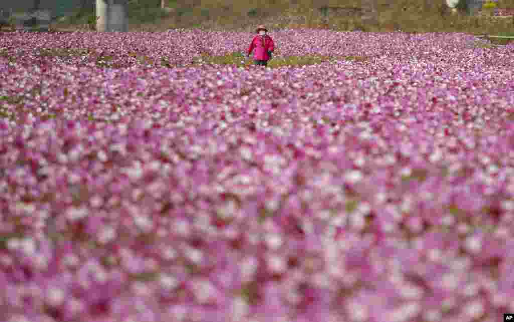 A visitor walks in a field of cosmos flowers in Paju, South Korea.